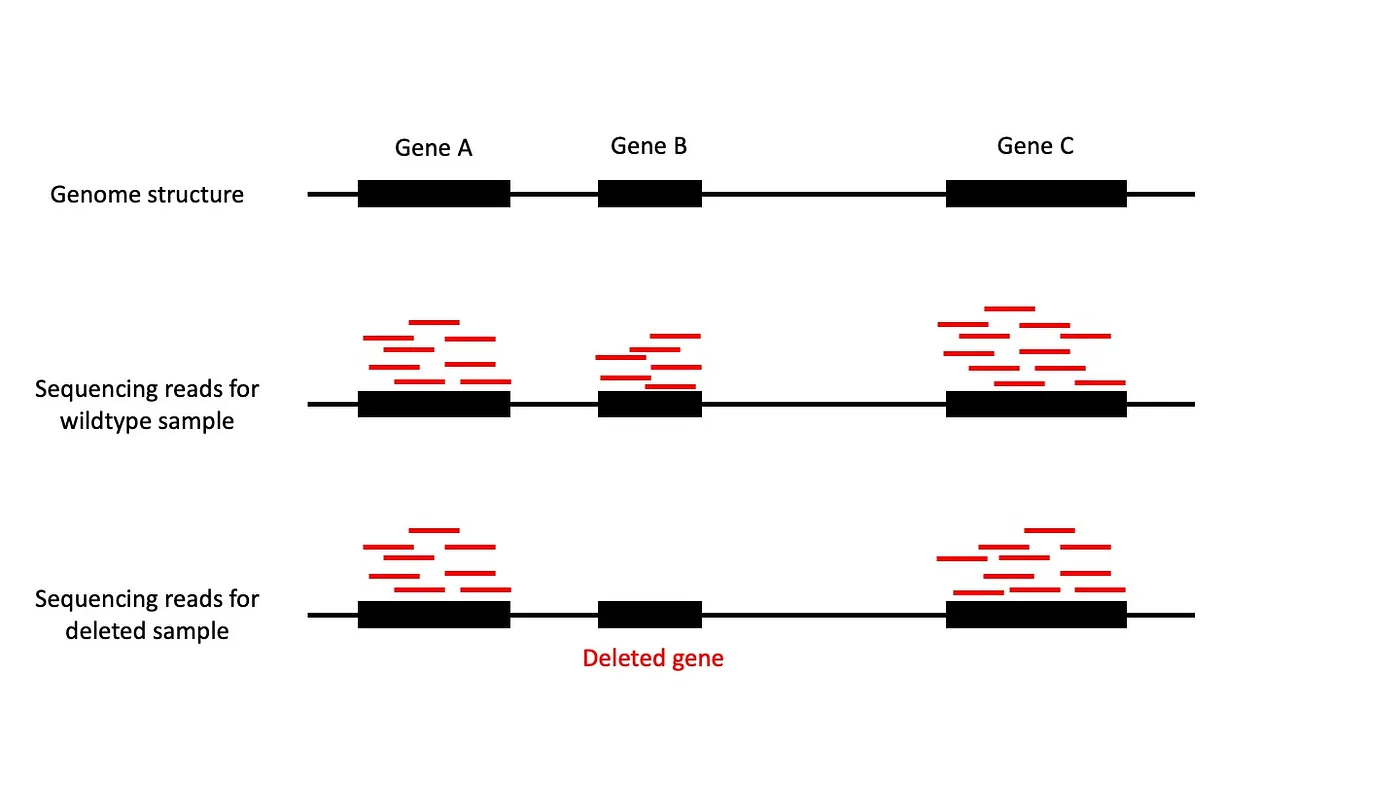 Figure 1: Sequenced reads from WES are sampled as short fragments from the genome.