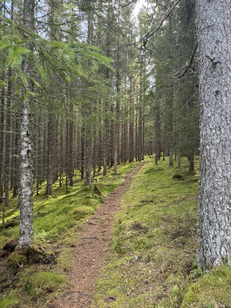 A pine forest on the way up to the valley.